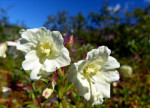 Alpiene bloem